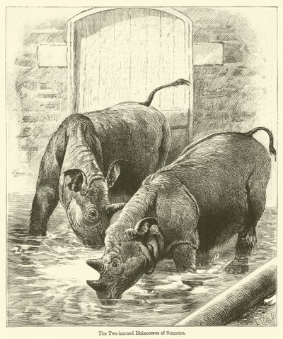 O Rinoceronte de dois chifres de Sumatra (gravura) de English School