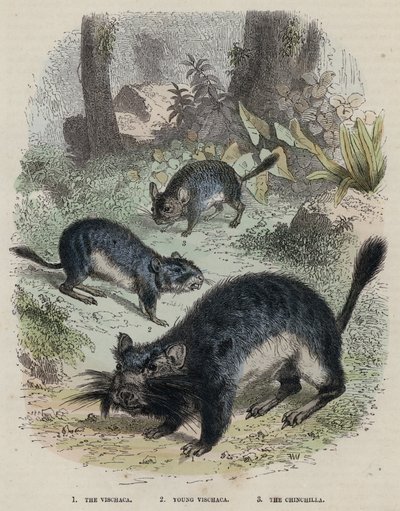 The Vischaca, Young Vischaca, The Chinchilla (gravura colorida) de English School