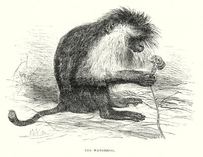 Der Wanderoo von English School