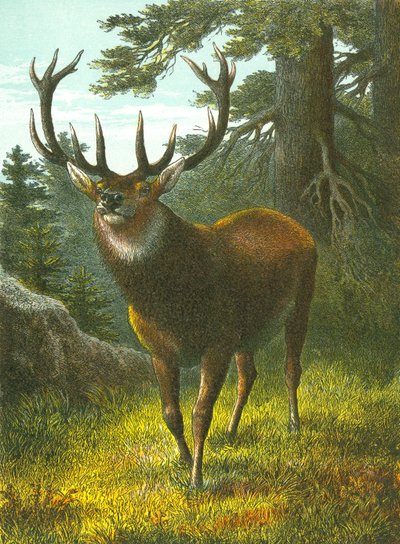 The Wapiti de English School