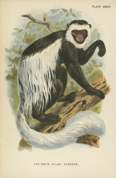 O Guereza Branco-Atado de English School
