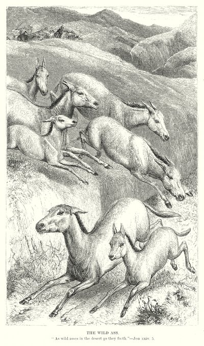 O burro selvagem (gravura) de English School