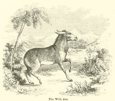 O burro selvagem de English School