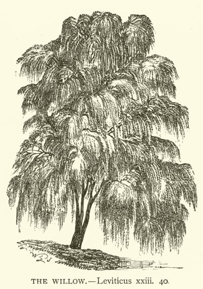 The Willow, Leviticus, xxiii, 40 (gravura) de English School