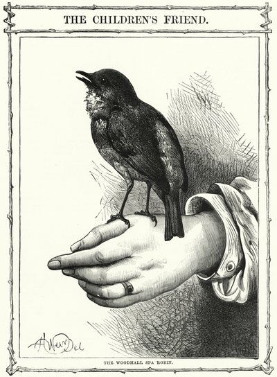 O Robin de Woodhall Spa (gravura) de English School