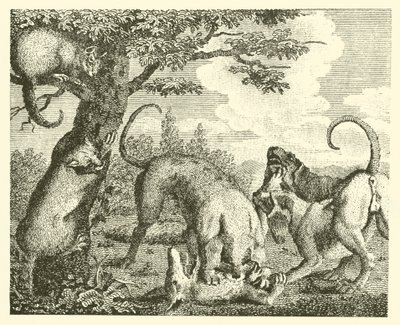 O gato e a raposa (gravura) de English School