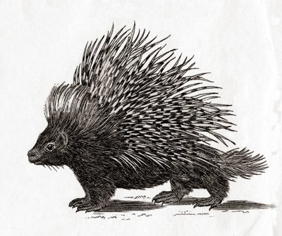 O porco-espinho de crista (Hystrix cristata), a partir de uma gravura do século XVIII de English School
