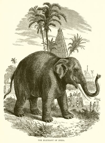 O elefante da índia de English School