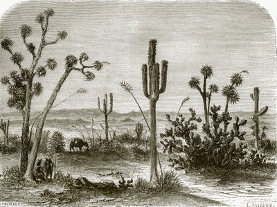 O cereus gigante de English School