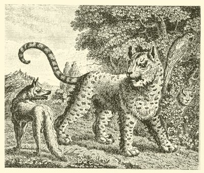 O leopardo e a raposa (gravura) de English School