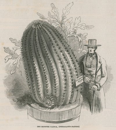 O cacto de monstro (Echinocactus stainesh) nos jardins reais, Kew, Londres de English School