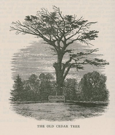O velho cedro, Holland House de English School