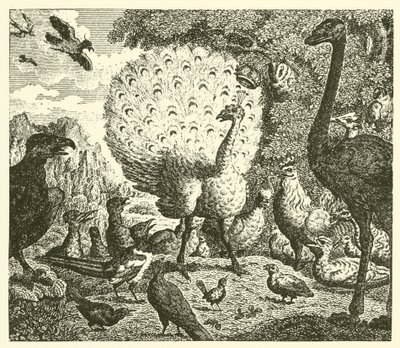O pavão e a pega (gravura) de English School