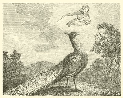 A queixa do pavão (gravura) de English School