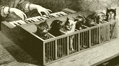O piano dos gatos de English School