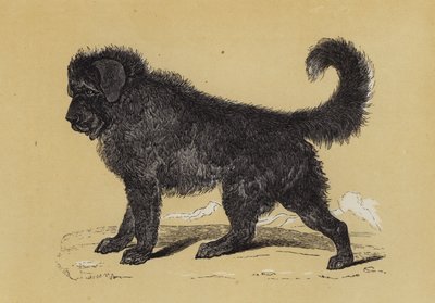 Cão de Thibet (litografia a cores) de English School