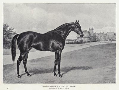 Garanhão puro-sangue "São Simão" (litho) de English School