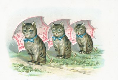 Três, gatos, sentando, em, um, linha de English School