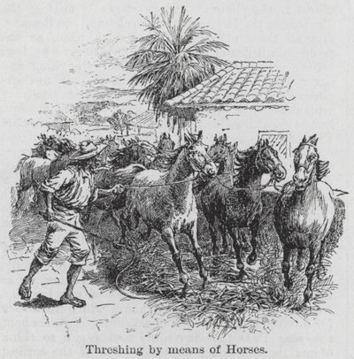 Debulha por meio de cavalos (gravura) de English School