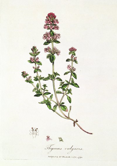 Tomilho, Thymus vulgaris, publicada pelo Dr. Woodville de English School