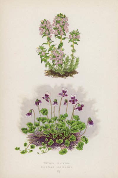 Thymus Striatus; Erpetion Reniforme (litografia a cores) de English School
