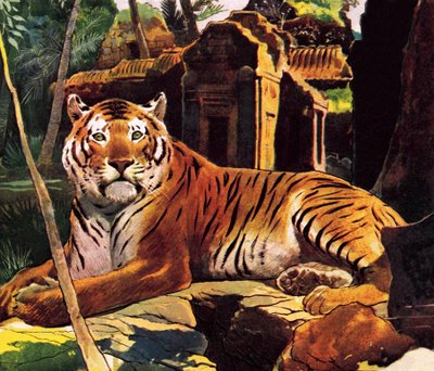 Tigre nas ruínas de English School