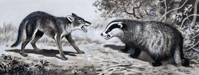 Dente e Garra: Animais em Combate de English School