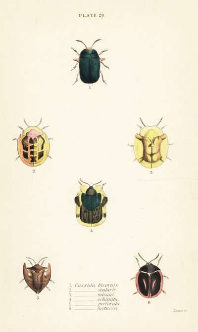 Tortoise beetles: Omocerus bicornis 1, Cassida scalaris 2, Cassida micans 3, Cassida echinata 4, Cassida perforata 5, and Cassida luctuosa 6 de English School