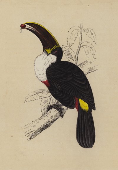Tucano (cor litho) de English School