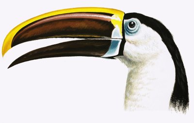 Tucano de English School