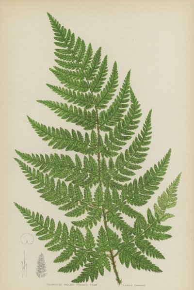 Feto triangular de figo da Índia (cor litho) de English School