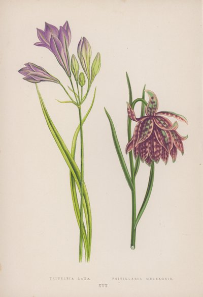 Triteleia Laxa; Fritillaria Meleagris (cor litho) de English School