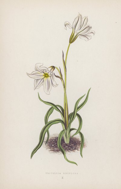 Triteleia Uniflora (colour litho) de English School