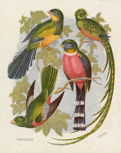 Trocões (cor litho) de English School