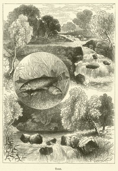 Truta (gravura) de English School