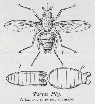 Mosca tsé-tsé (litho) de English School