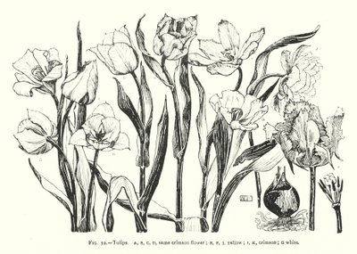 Túlipas; mesma flor carmesim; amarelo; carmesim; branco (gravura) de English School