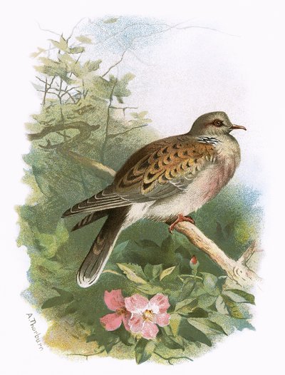 Pomba de tartaruga de English School