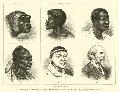 Tipos de cabeças de English School