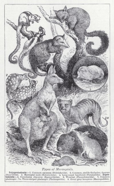 Tipos de marsupiais (litho) de English School