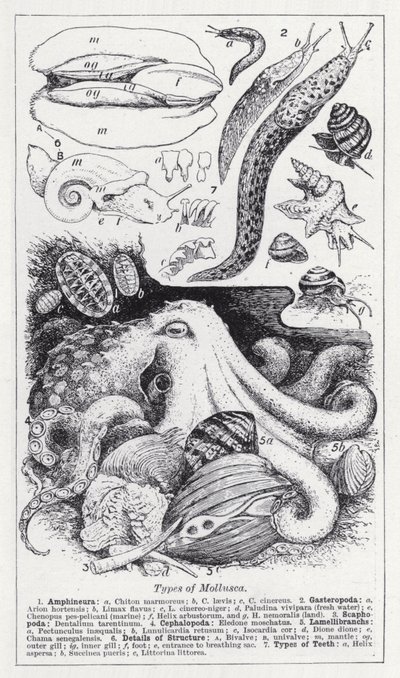 Tipos de molusca (litho) de English School