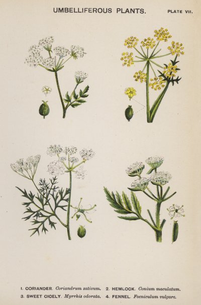 Plantas Umbelíferas (lito colorido) de English School