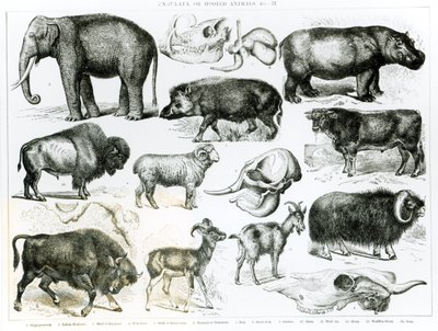 Ungulata ou animais com cascos de English School
