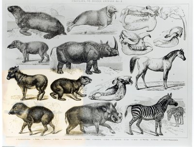 Ungulata ou animais com cascos de English School