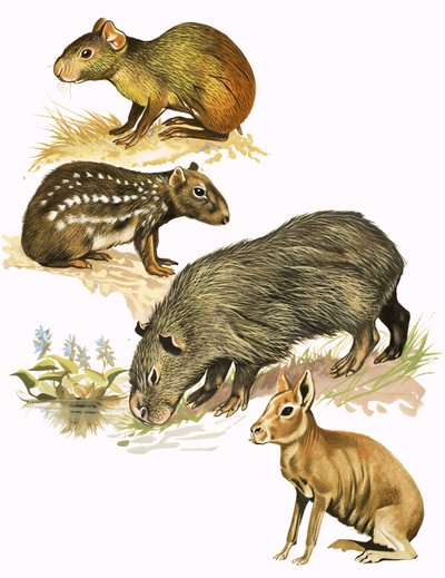 Montagem de animais não identificados de English School
