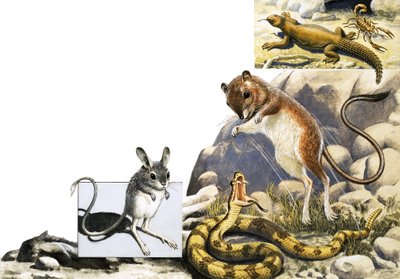 Montagem de animais não identificados com jerboa, cobra e escorpião de English School
