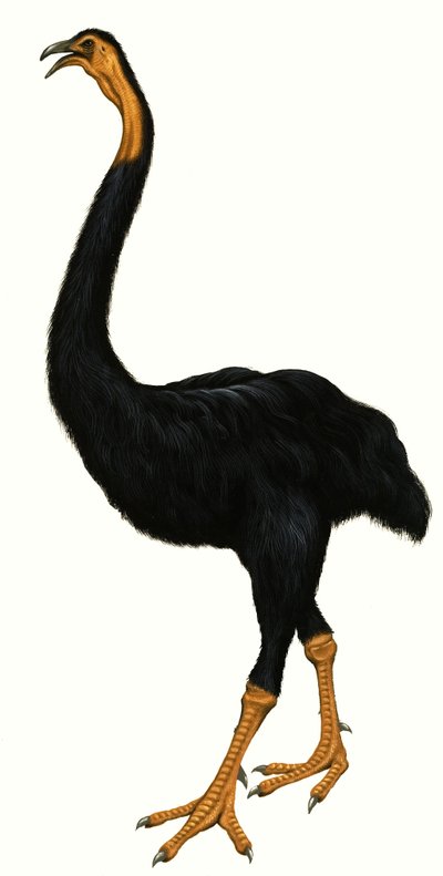 Pássaro não identificado, possivelmente um Moa de English School