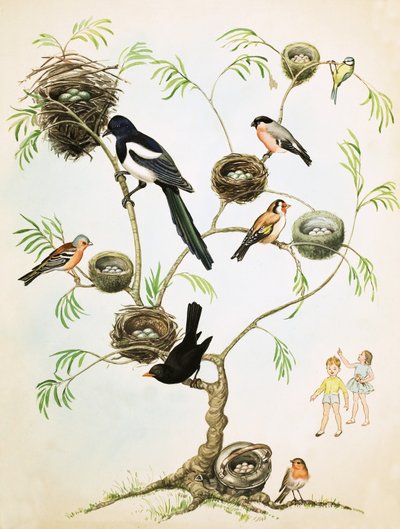 Montagem não identificada de pássaros e ninhos de English School