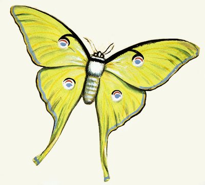 Borboleta não identificada de English School