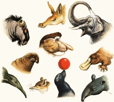 Montagem não identificada de narizes de animais de English School
